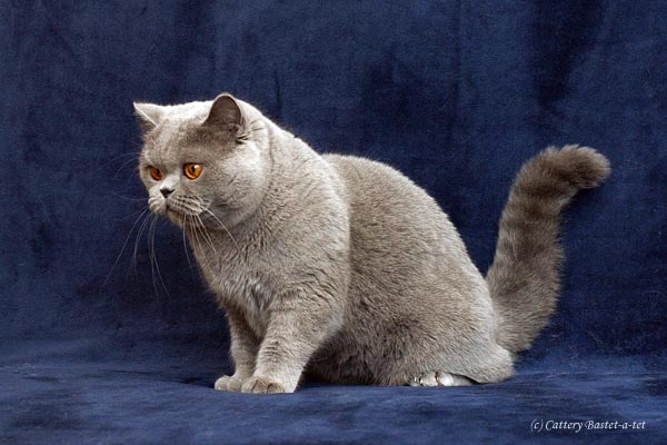  BriRus Anabel of Bastet-a-tet. Blue brithish shorthair cats