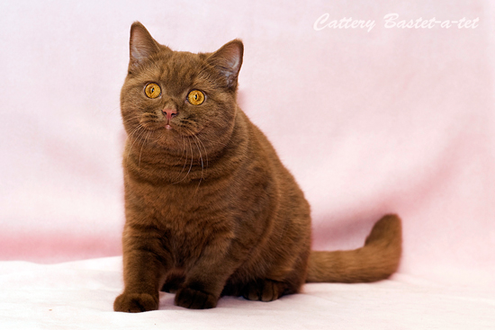 cinnamon brithish shorthair cats