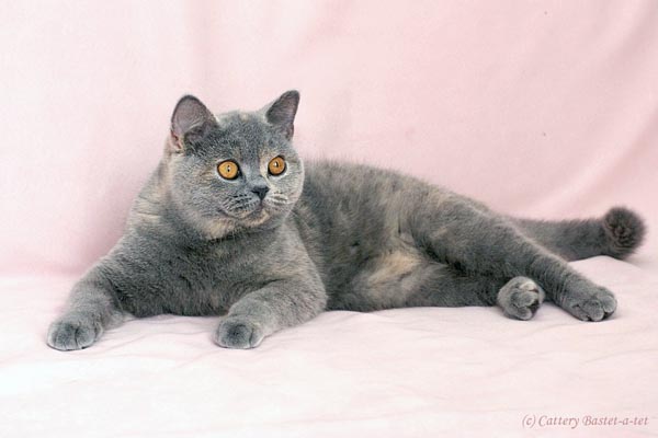 Британская короткошерстная кошка голубокремового окраса