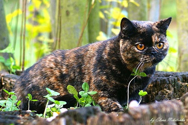 Британская кошка, черно-красная черепаховая