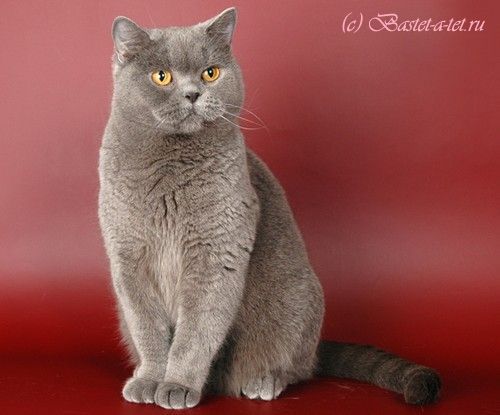 Британская короткошерстная кошка, окрас голубой