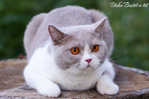 Британская кошка, окрас фавн биколор