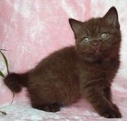 Британский котенок шоколадного окраса BRI b