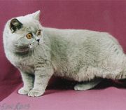 Британский котенок лилового окраса BRI с