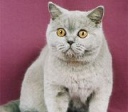 Британский котенок лилового окраса BRI с