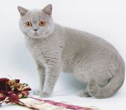 Британская кошка лилового окраса BRI c