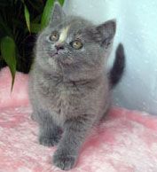 Британский котенок,  окрас голубо-кремовый