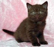 Британский котенок шоколадного окраса