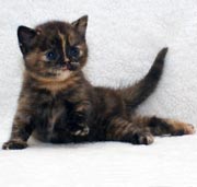 Продается британский котенок окраса черная черепаха BRI f