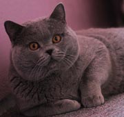 Британский голубой кот Supreme Grand Champion TICA Amadeus Bastet-a-tet of British Empire