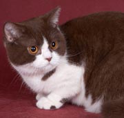 Британская кошка, окрас шоколадный с белым, носитель циннамона BRI b 03