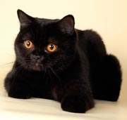 Британская кошка черного окраса BRI n
