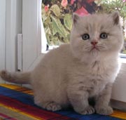 Британский котенок, окрас лилово - кремовый