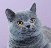 Британский котик голубого окраса BRI a