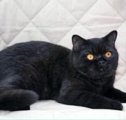 Британский котик черного окраса BRI n
