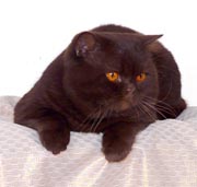 Британский котик шоколадного окраса BRI b