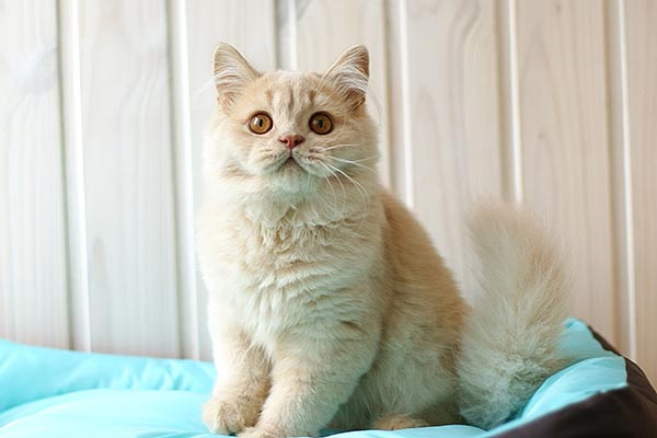 британский кот, окрас кремовый арлекин 