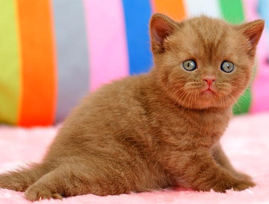 British Shorthair kitten. Available