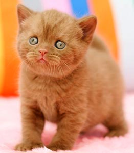 British kitten, cinnamon boy