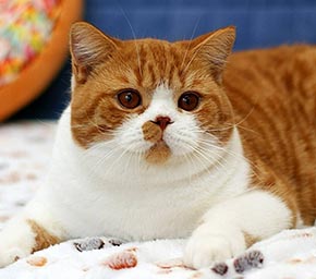 британский кот, окрас красный биколор