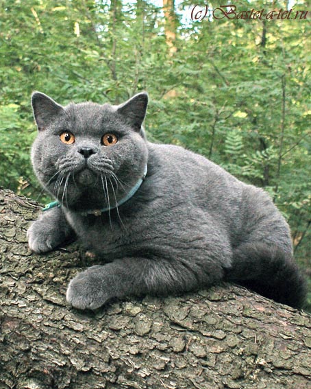 Moorkatz Smirnoff Blue. Британский кот голубого окраса, имп. Великобритания. Приглашает на вязку