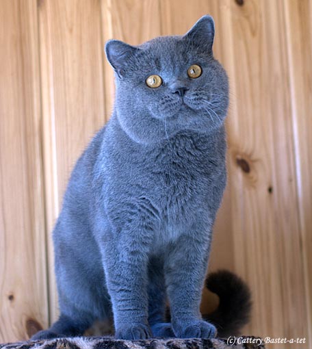 Peter Pan Bastet-a-tet. Британский кот окрас голубой BRI a